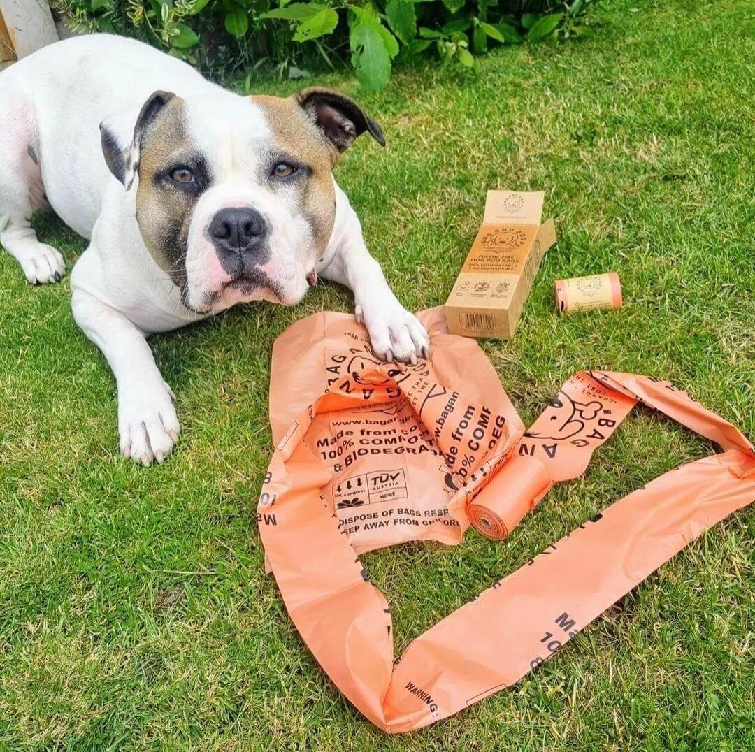 Dog enjoying the garden 