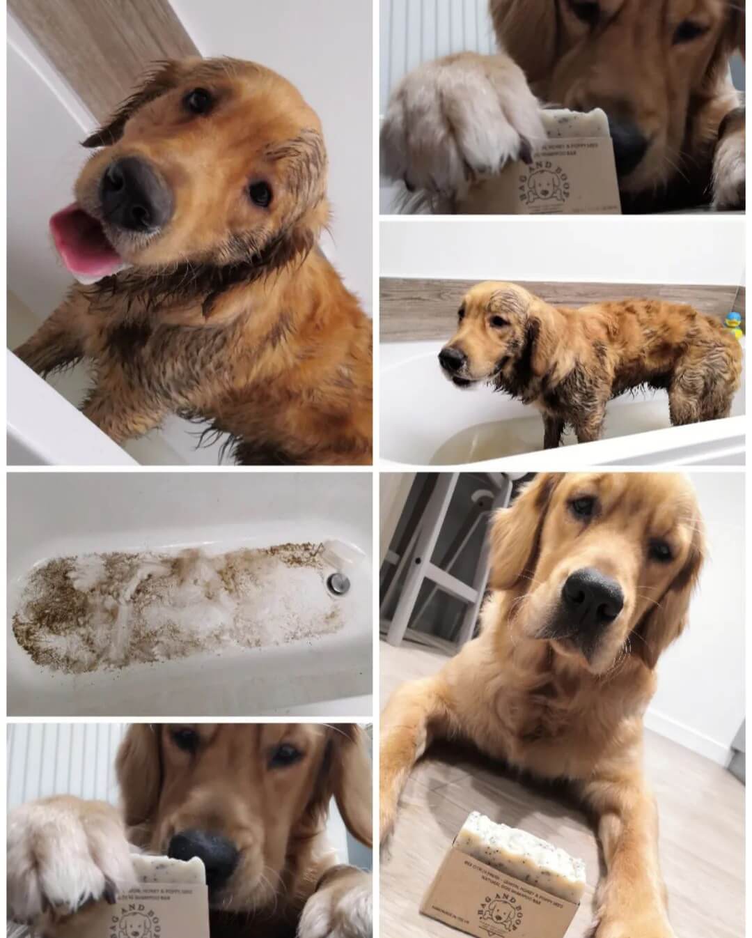 Dog before and after bath