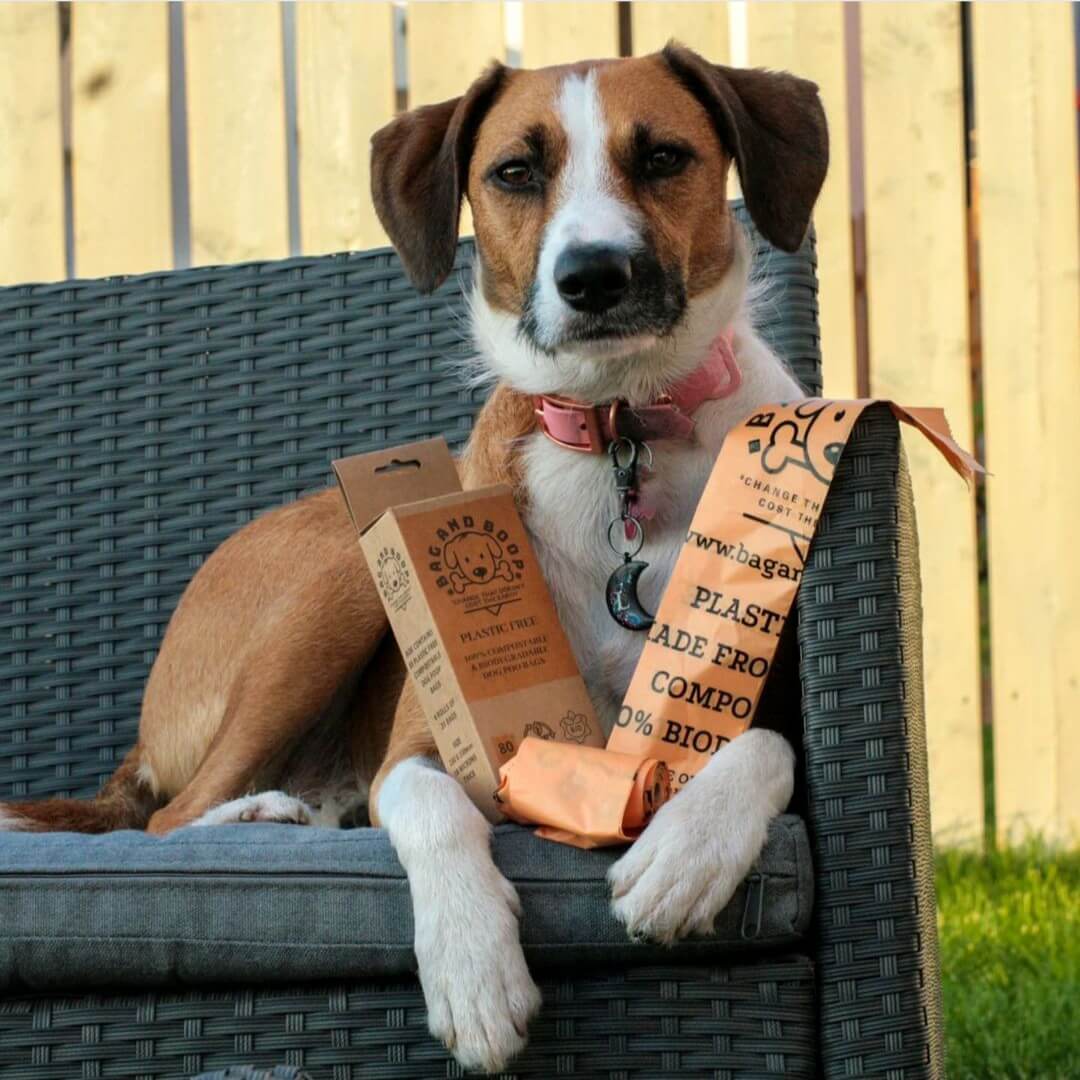 Dog sitting in a chair