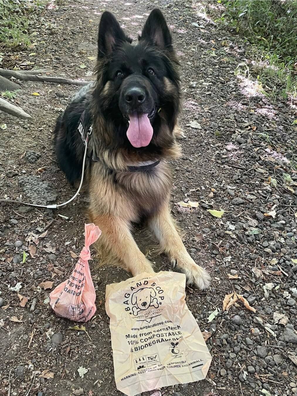 German shepherd enjoying the woods