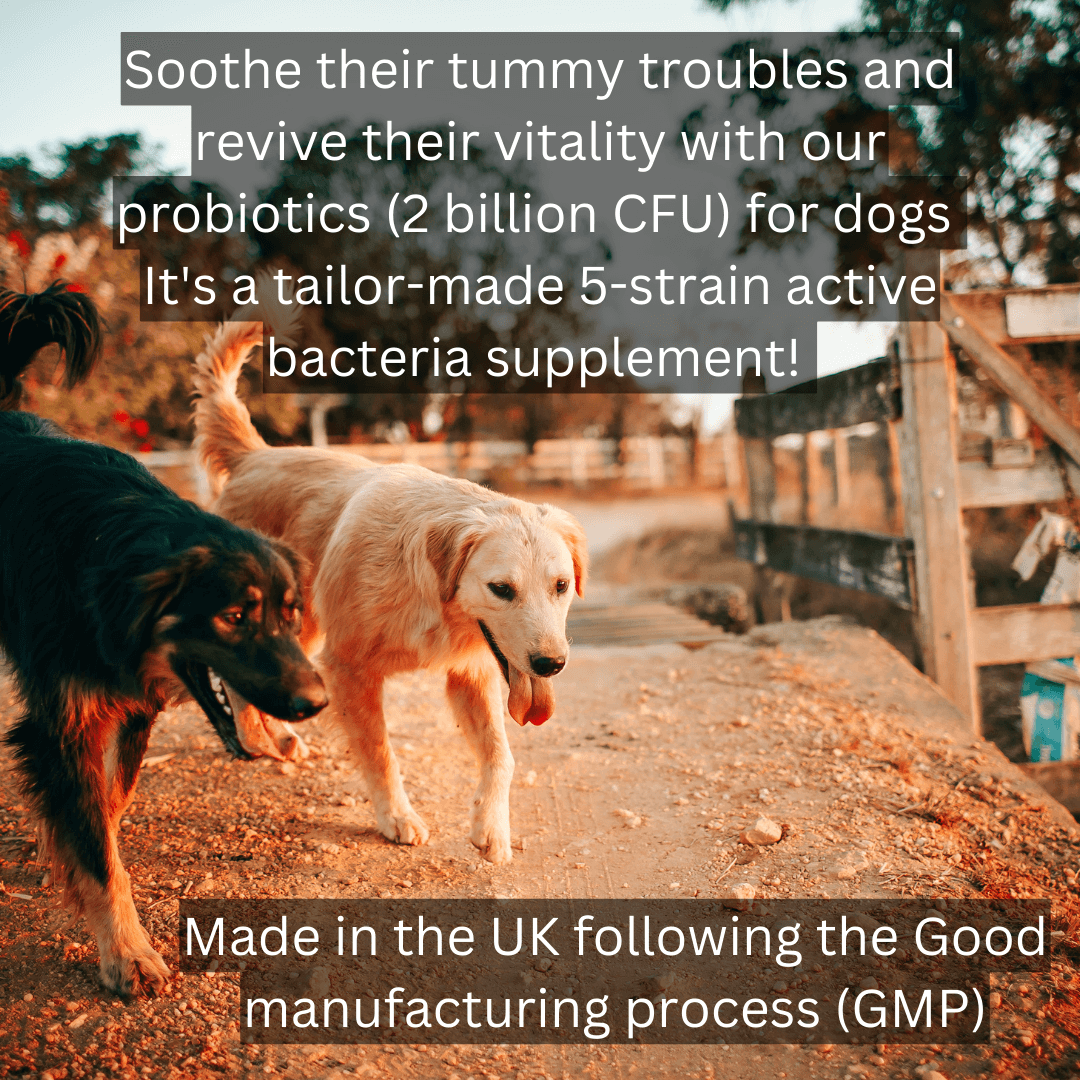 Probiotics for dogs made in the UK