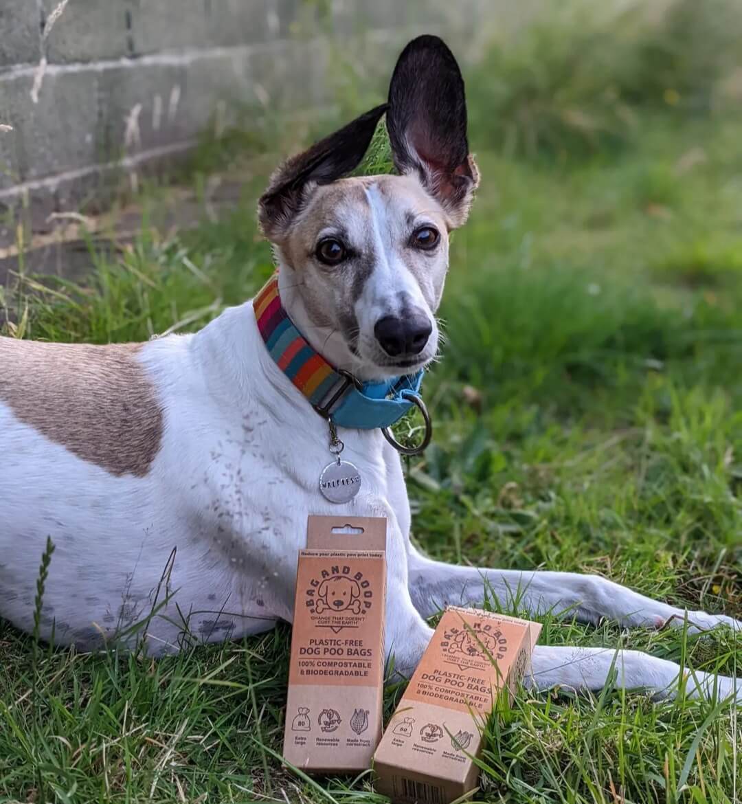 Compostable dog poop bulk buy
