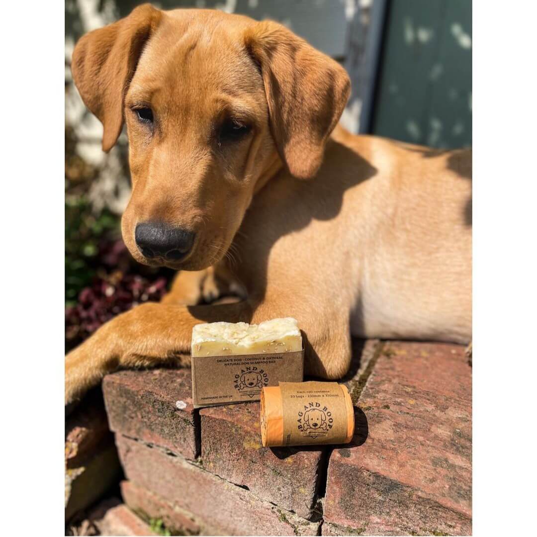 Cute dog relaxing