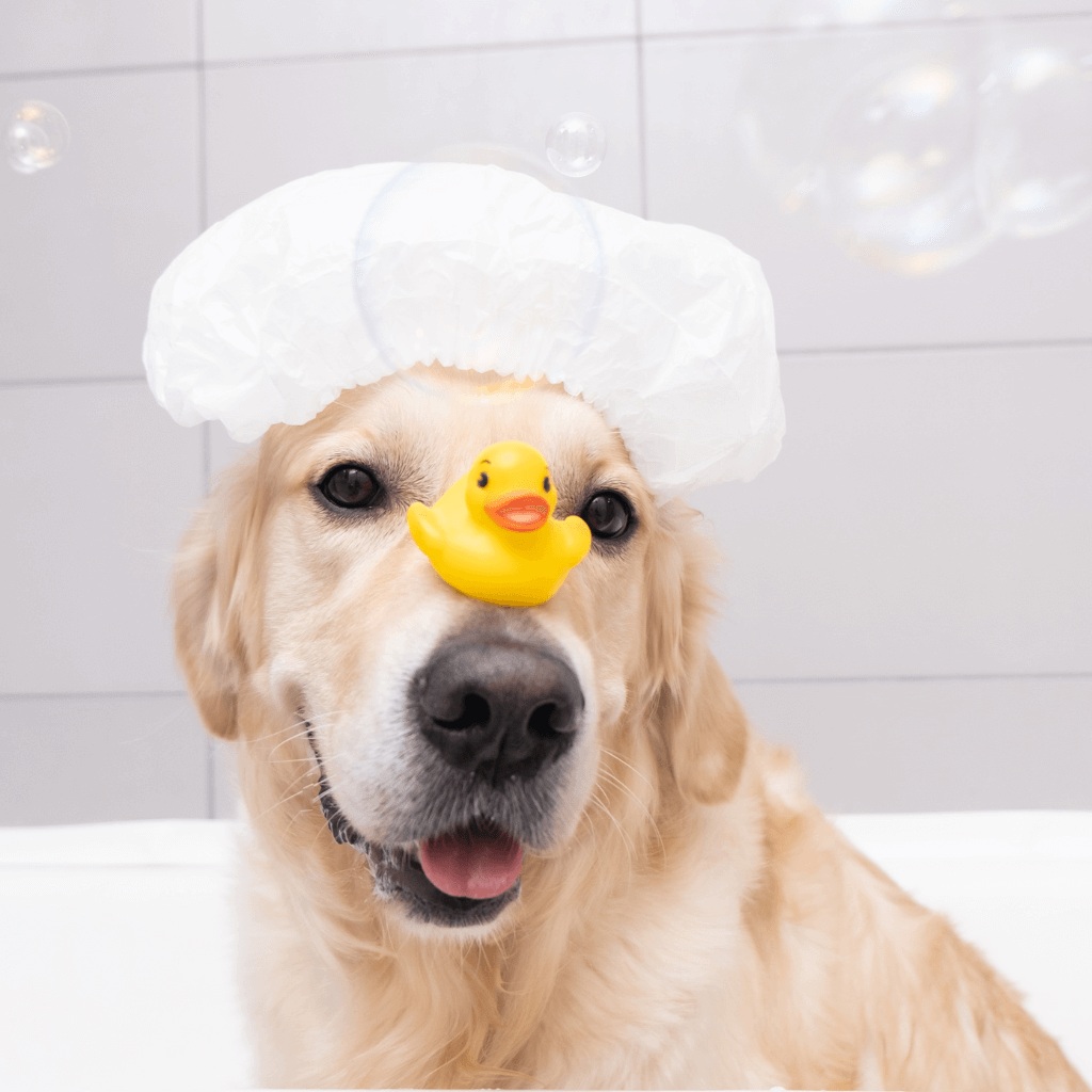 natural dog shampoo