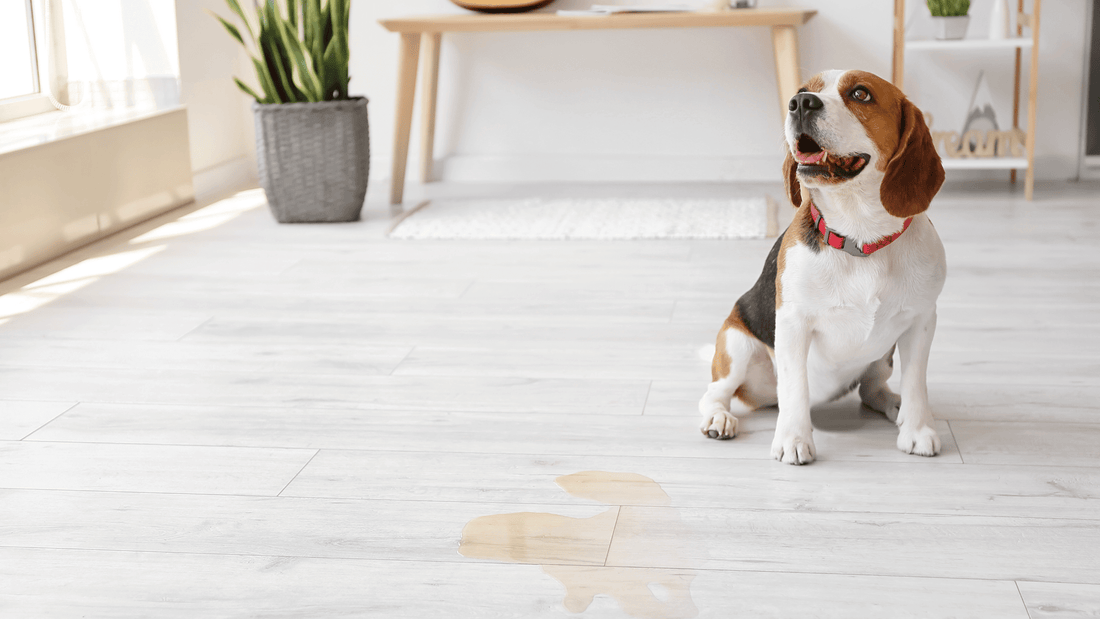 Solving Dog's Urinary Woes: How to Keep Your Dog's Bladder Happy