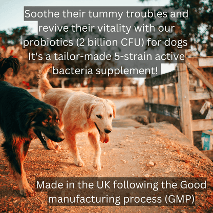 Probiotics for dogs made in the UK 