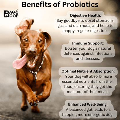 what are the benefits of probiotics for dogs?