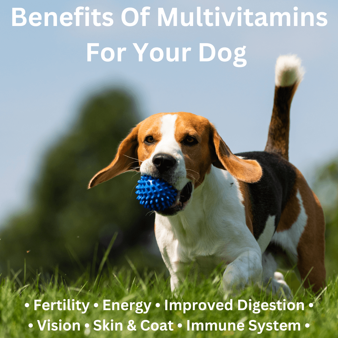 benefits of multivitamins for dogs