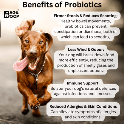 discover the benefits of probiotics for dogs