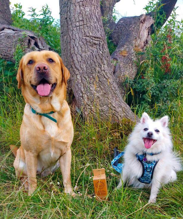 Two happy dogs smiling for the camera