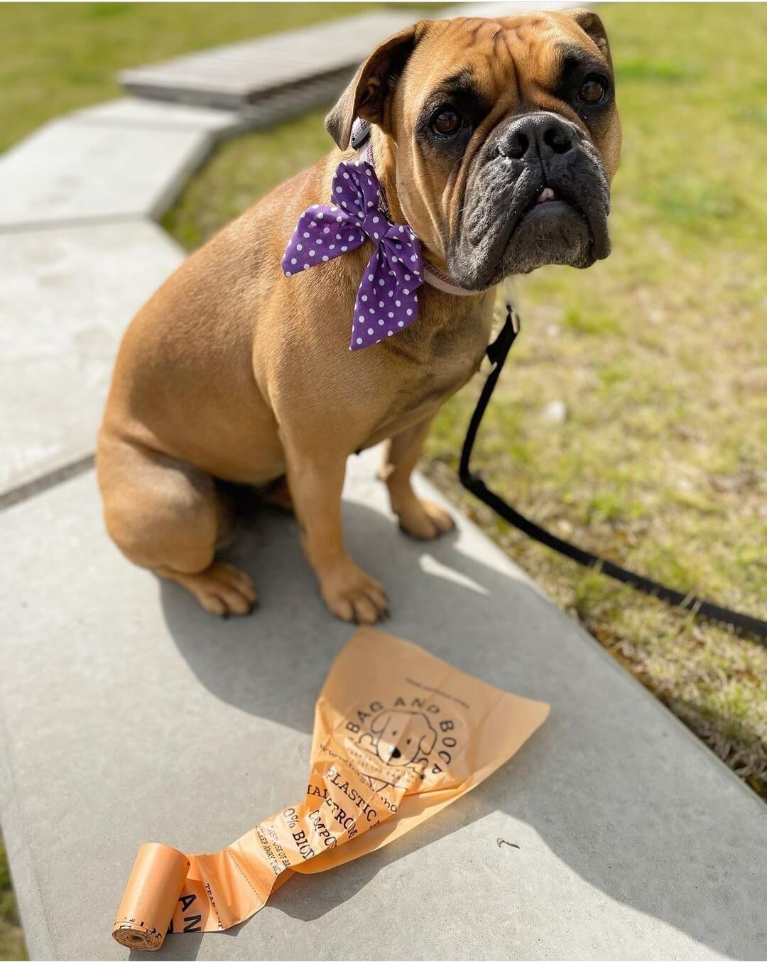 Bulldog with poo bags